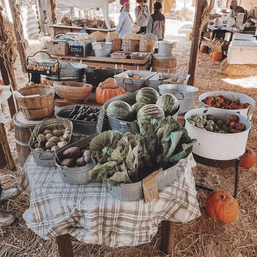 Things to do this fall - the farm