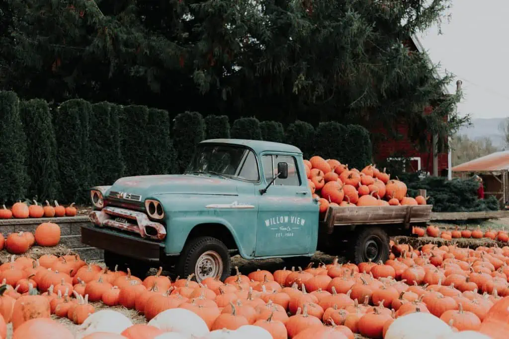 Things to do this fall - Pumpkin Patch