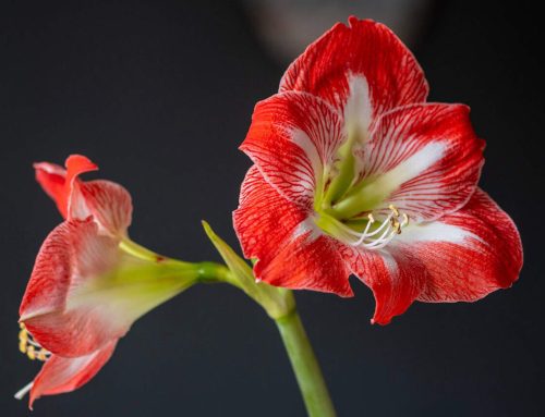 How to care for your Amaryllis after it blooms